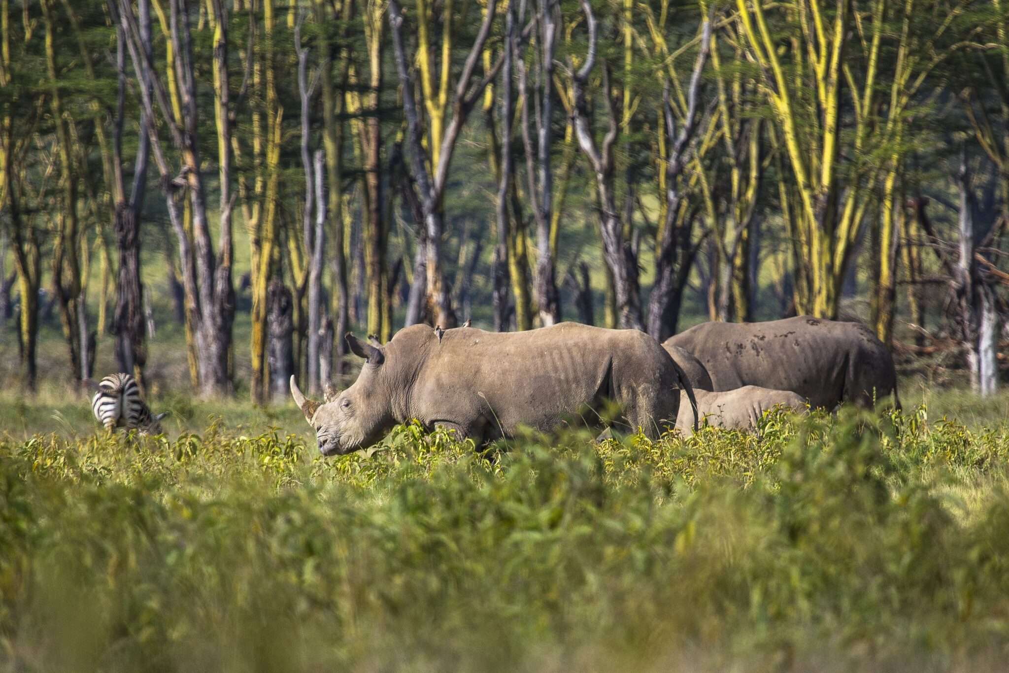 Purely Kaziranga Ex-Guwahati