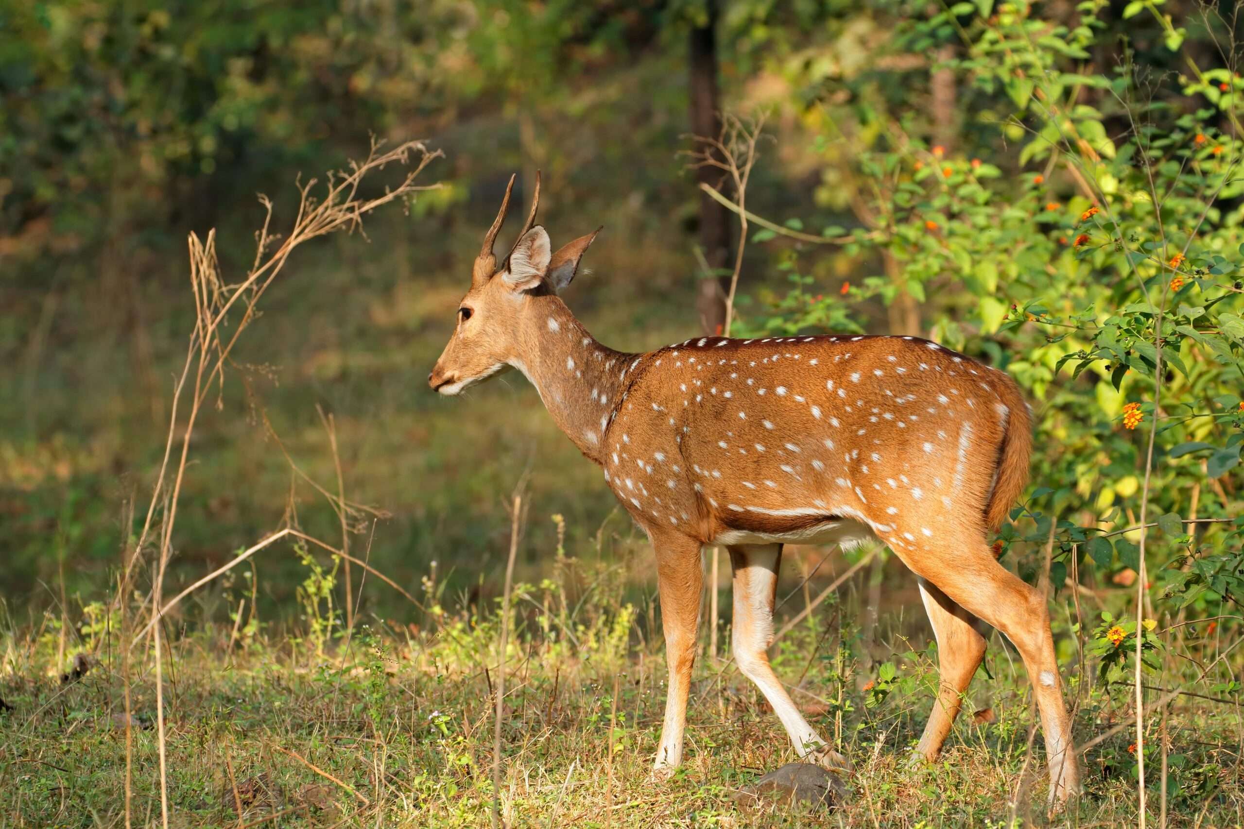 Kanha Wildlife Trail