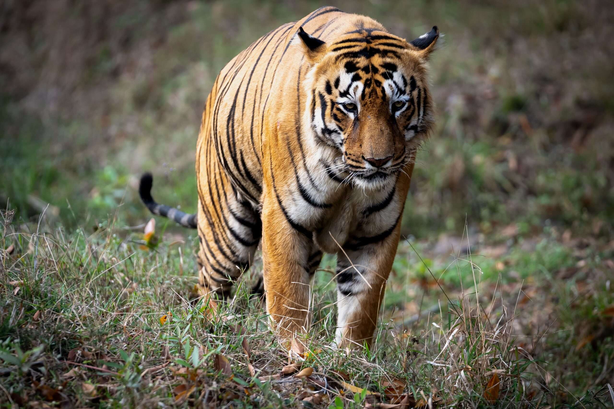 Bandhavgarh Wildlife Trail