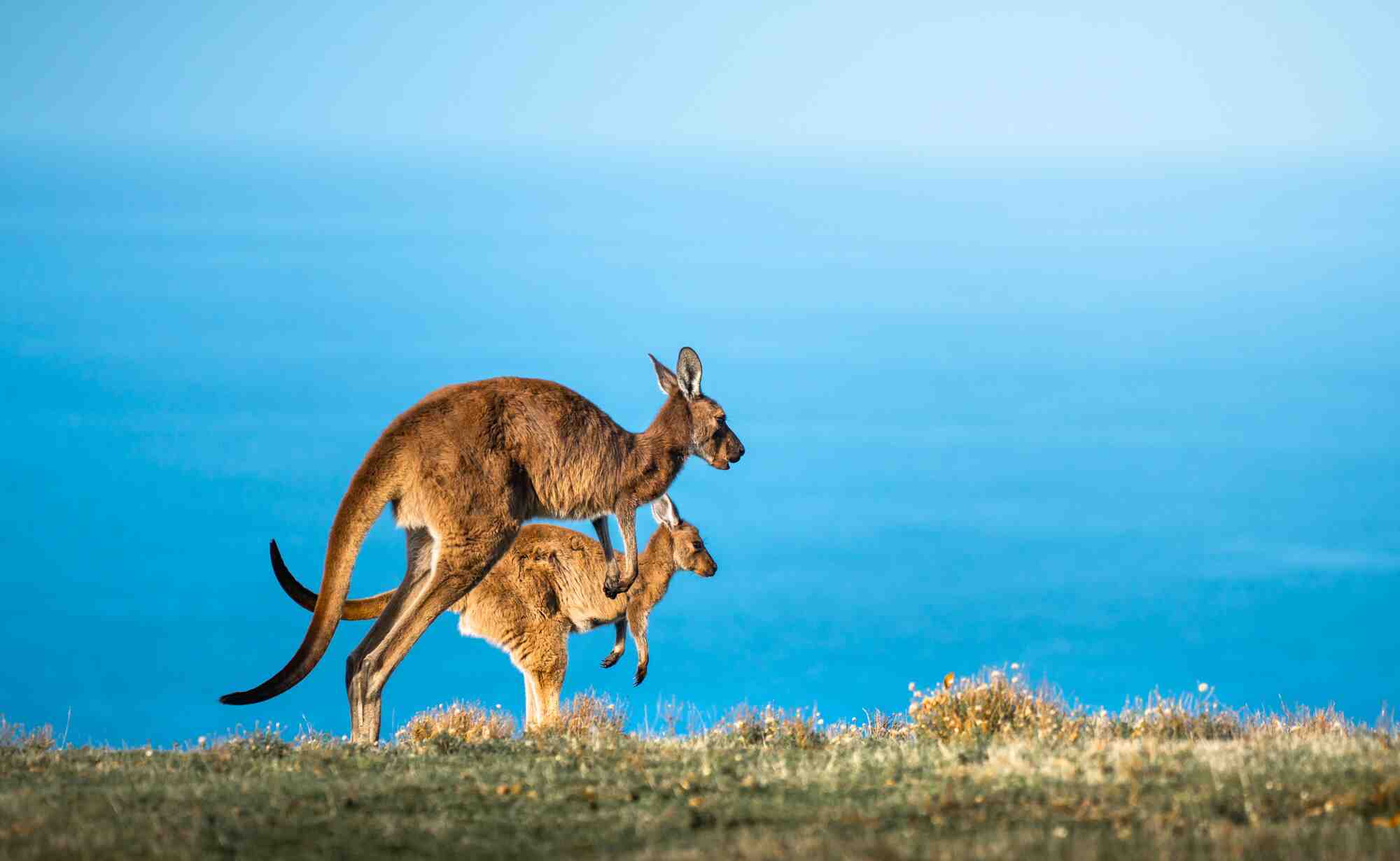 Perth Discovery Tour