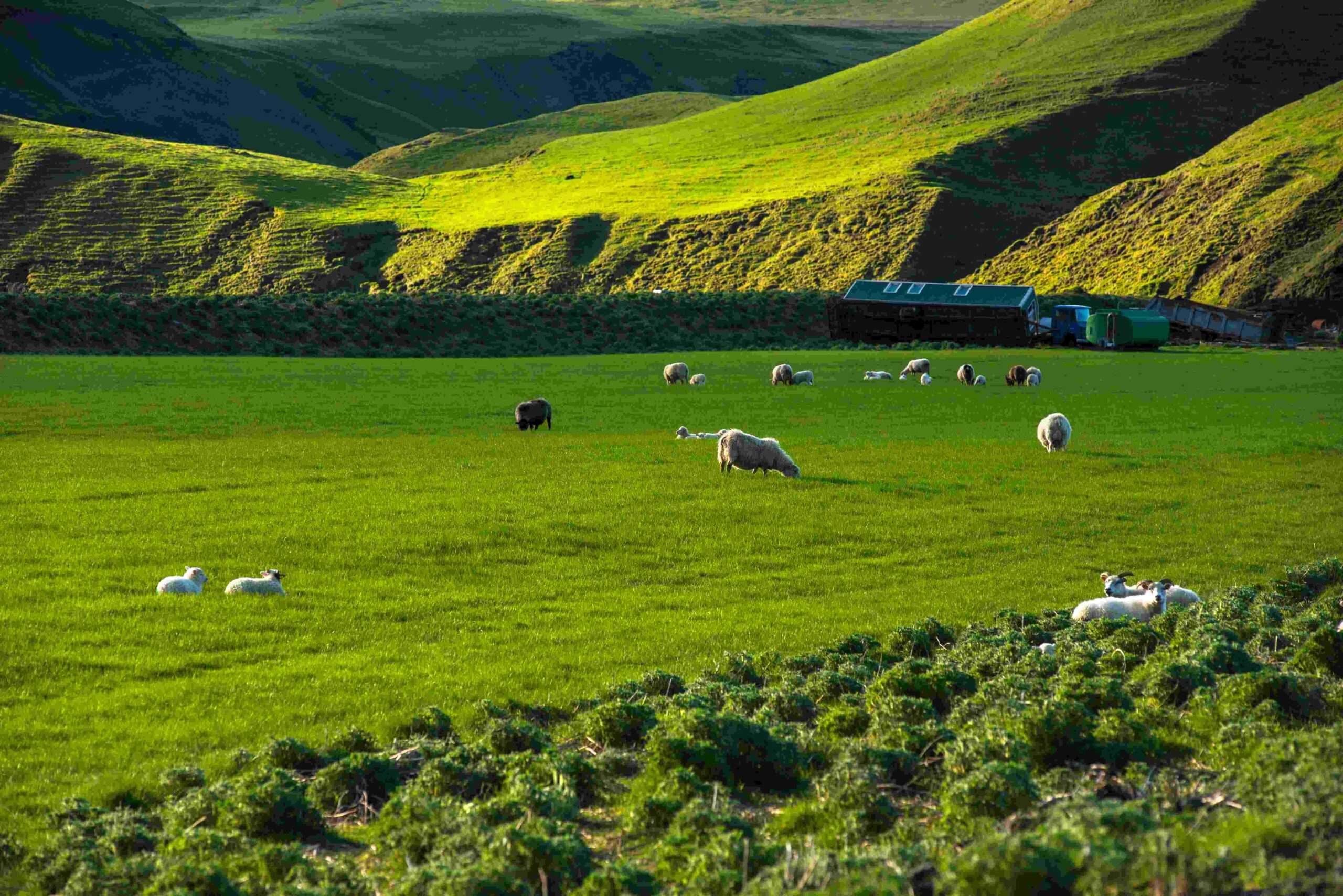 Scenic New Zealand - Self Drive